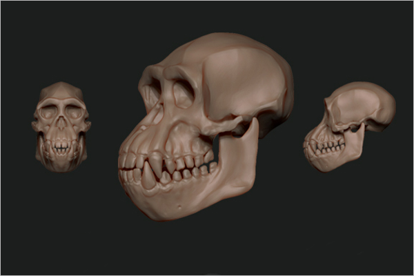 Chimpanzee Skull 3D Design